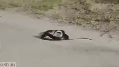Snake slithering on road