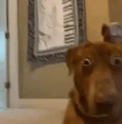 Dog with wide eyes and can on head
