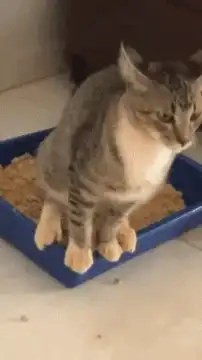 cat kicks litter out of box