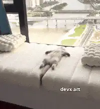 cat rolling over on cushion