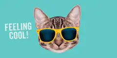 Cat wearing cool sunglasses