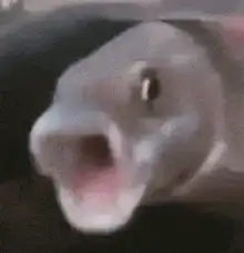 shocked fish face