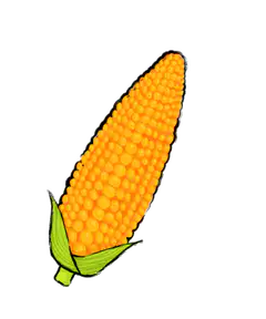 corn cob illustration