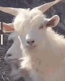 White goat chewing with another goat