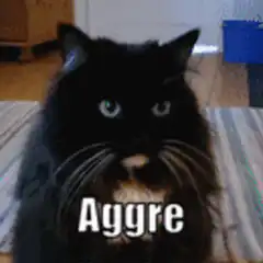 Black cat with wide eyes saying Aggre