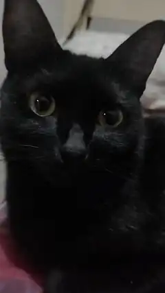 close-up black cat face