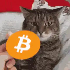 cat bitcoin meme