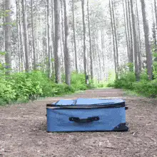 dog jumps into suitcase in forest