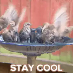 birds splashing in birdbath stay cool