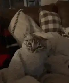 Sad kitten wrapped in blanket