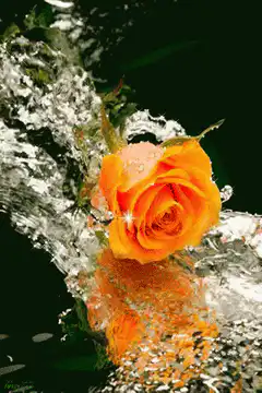 Orange rose in splashing water
