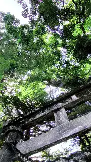 Torii gate and sacred rope in forest