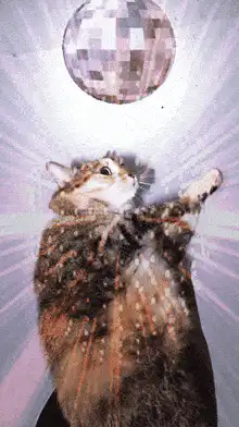 Cat dancing under disco ball