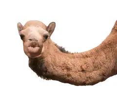 Camel Guess What Day Hump Day