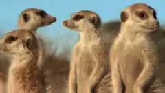 Meerkats looking around