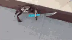 crab holding a knife