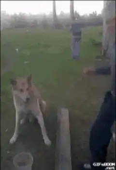 dog shakes hands with man