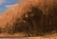 Giant dust devil with small plane