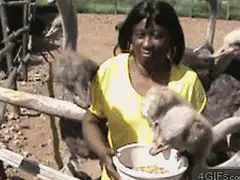 Woman knocked over by ostrich