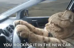 Cat driving a car