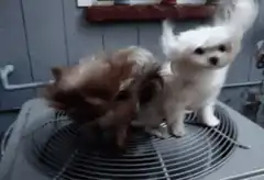 Two small dogs on a fan
