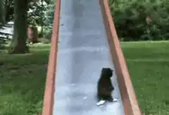 kitten slides down a slide