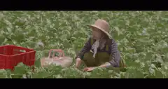 Woman in field throws insect