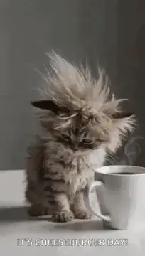 Static fluffy kitten with coffee