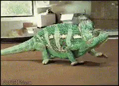 Chameleon changes color behind sunglasses
