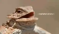 horned lizard laughing