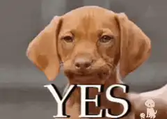 Sad puppy dog says YES
