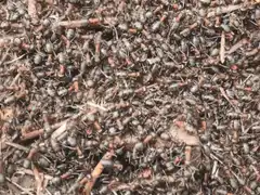 swarm of ants crawling