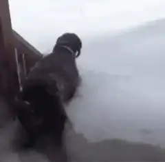 dog falls into deep snow