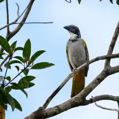 Yellow and grey bird on branch