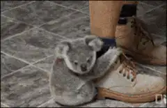 Koala clinging to person's leg