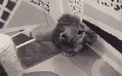 Cute kitten looking up