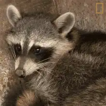 Raccoon looking at camera