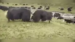Two yaks fighting in a field