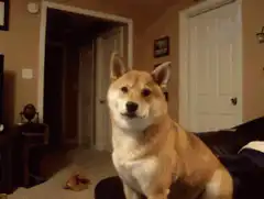 Shiba Inu dog tilting head