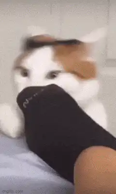cat biting sock then smiling