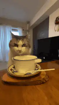 Cat staring at tea cup