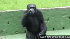 Chimpanzee eating and looking around