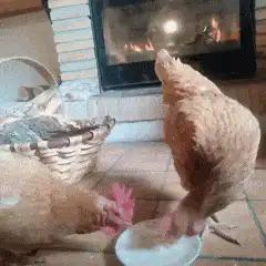 Two chickens eating from a plate