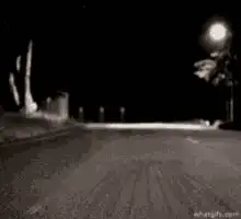 Raccoon with cane on dark road