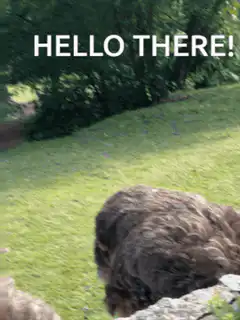Ostrich says hello there