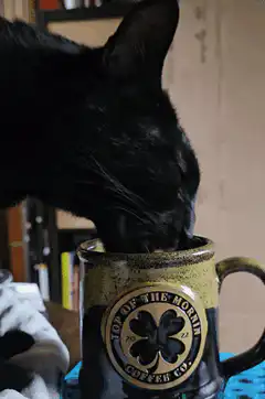 black cat drinks from mug
