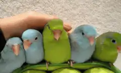 Hand petting five parakeets