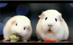 Two white guinea pigs eating vegetables