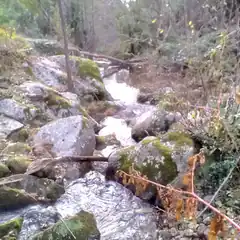 stream flowing over mossy rocks in forest