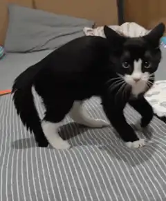 Startled black and white kitten on bed